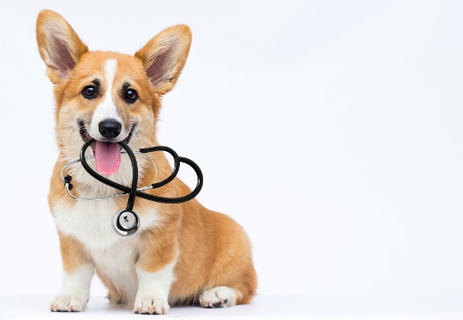 Veterinary medicine